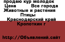 продаю кур молодок. › Цена ­ 320 - Все города Животные и растения » Птицы   . Краснодарский край,Кропоткин г.